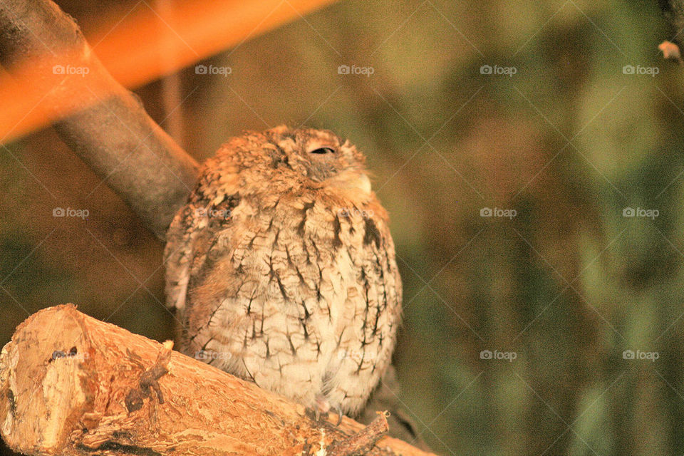 Sleepy Owl