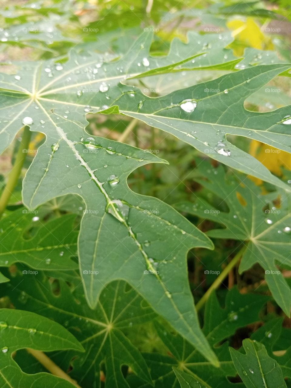 papaya leaf after rain
