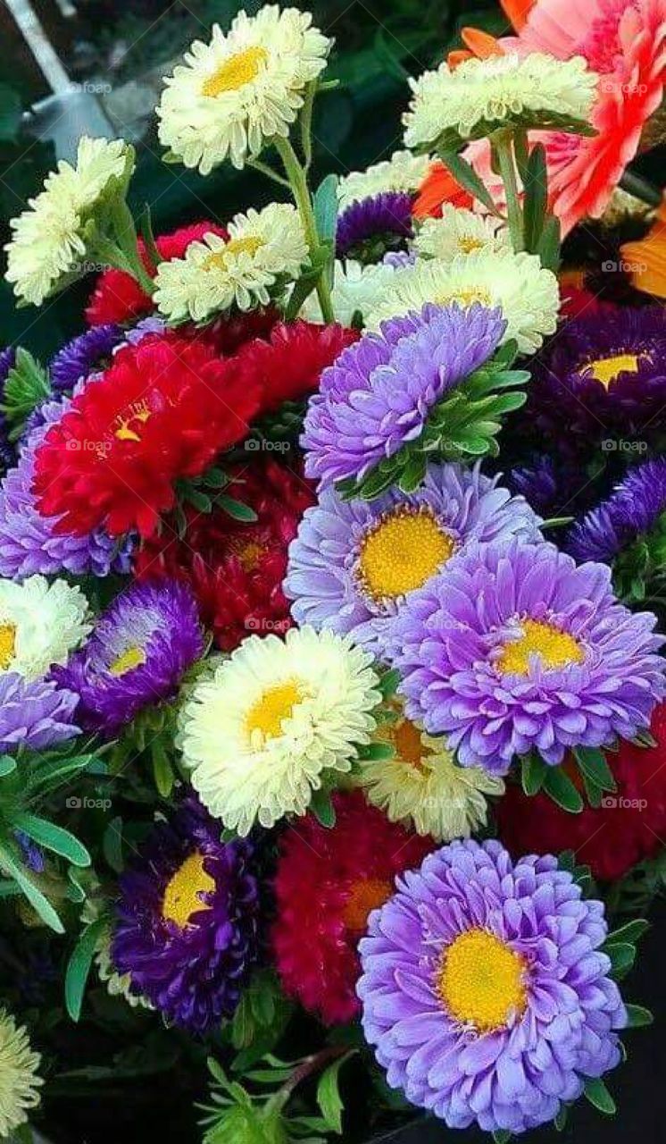 Flora beautiful in home