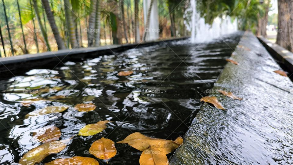 Fallen leaves floating on the water