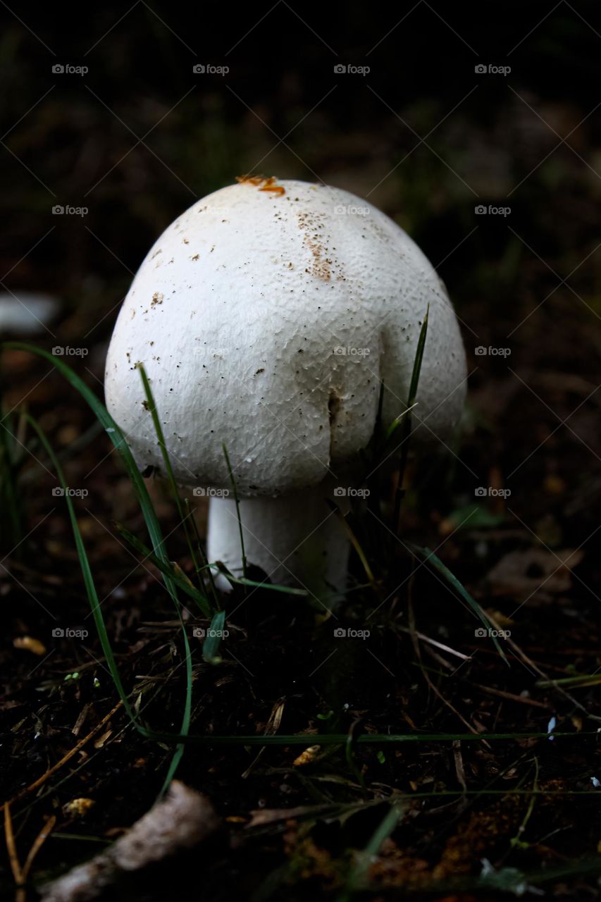 Champignon two-spored