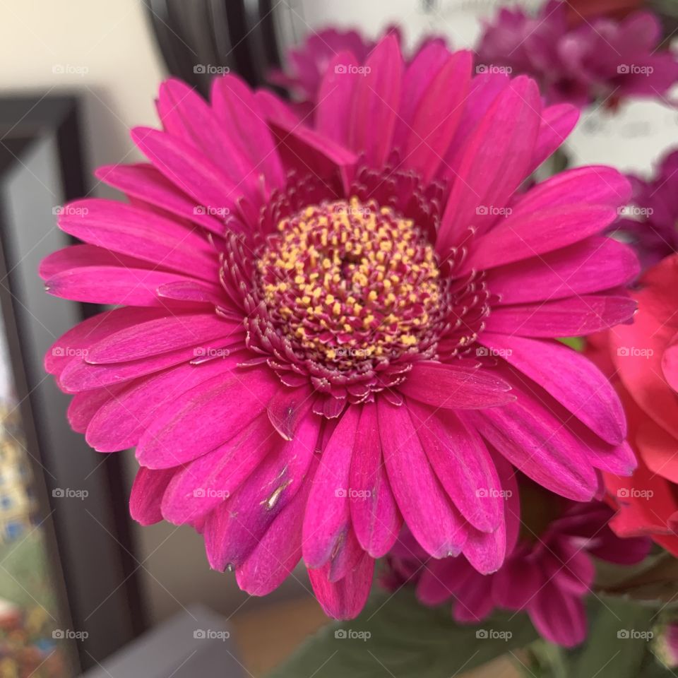 Pretty pink flower 