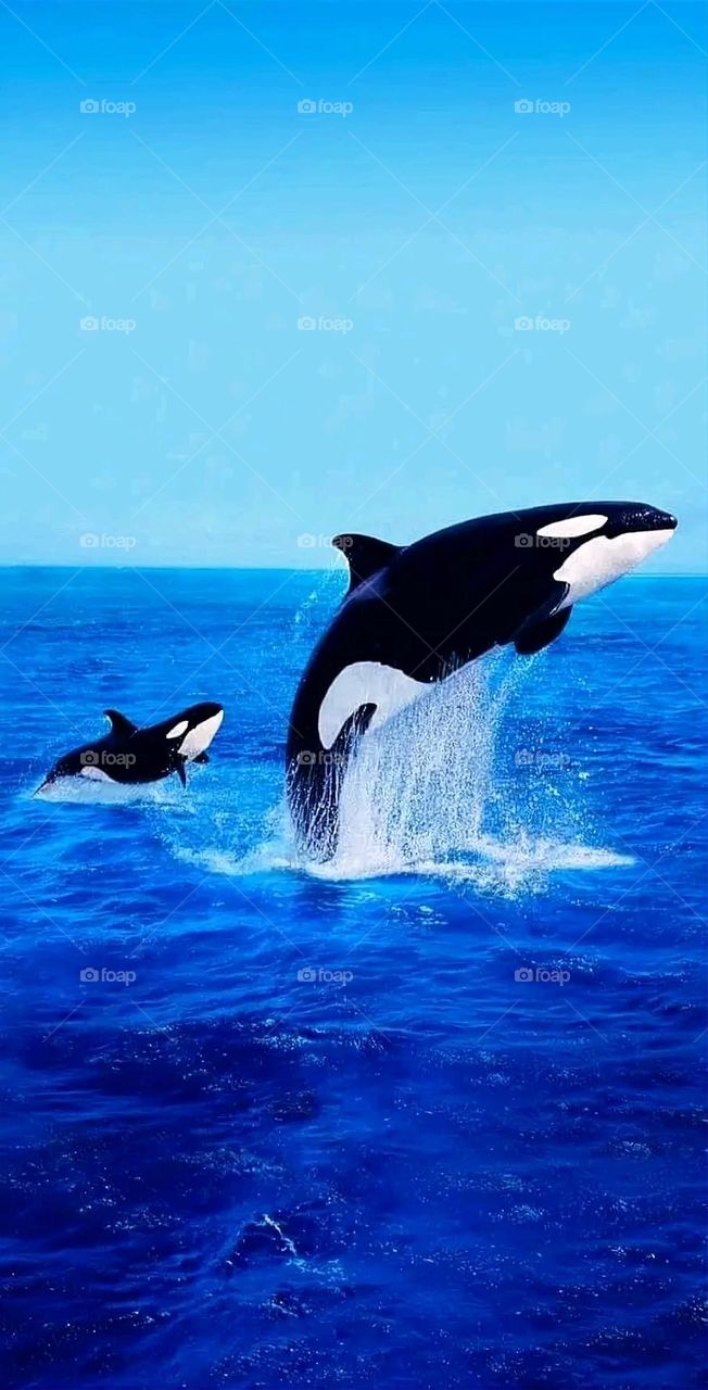 A very beautiful picture, and there is no better picture than it. There is no better picture of green herbs and colorful, red and white roses than it. Glory be to God, the natural and picturesque view, and there is no more wonderful picture than it.