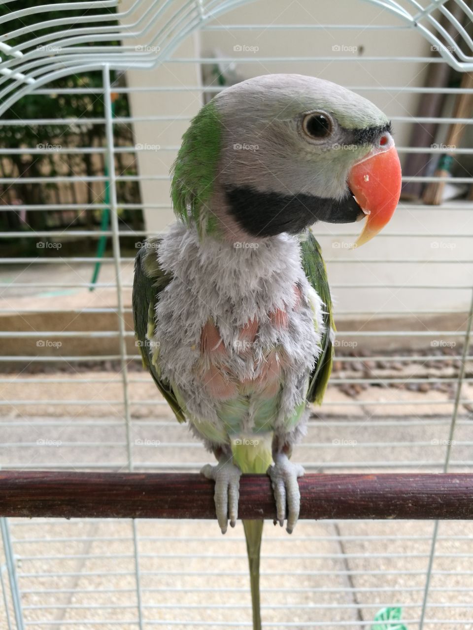 Cute parrot with beautiful eyes and red beak catch on wood perch in cage.