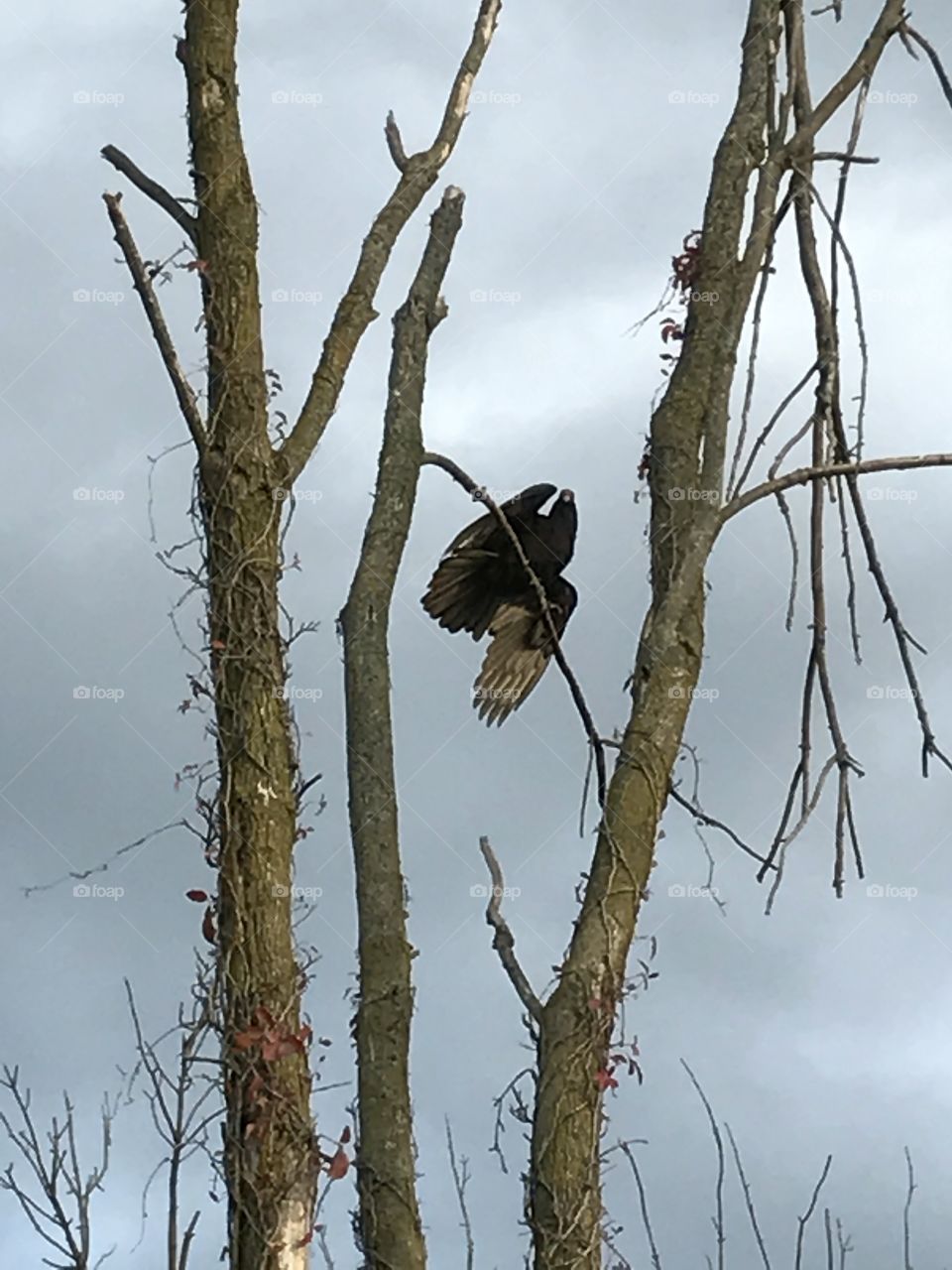 Turkey vulture looking straight down at me