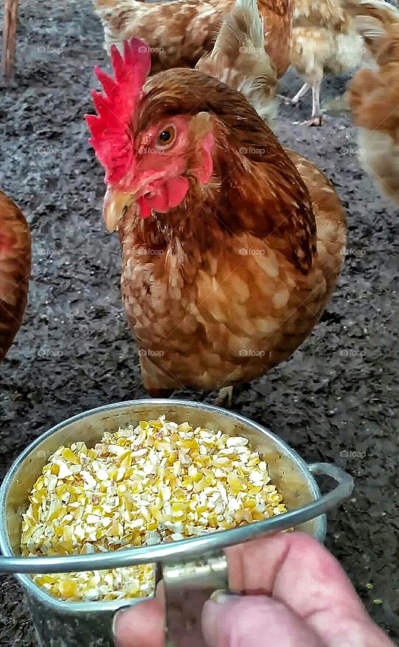 hand feeding chicken