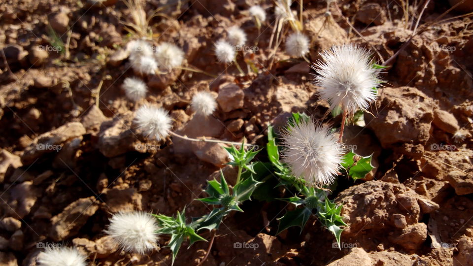Close-up of dandelion flower