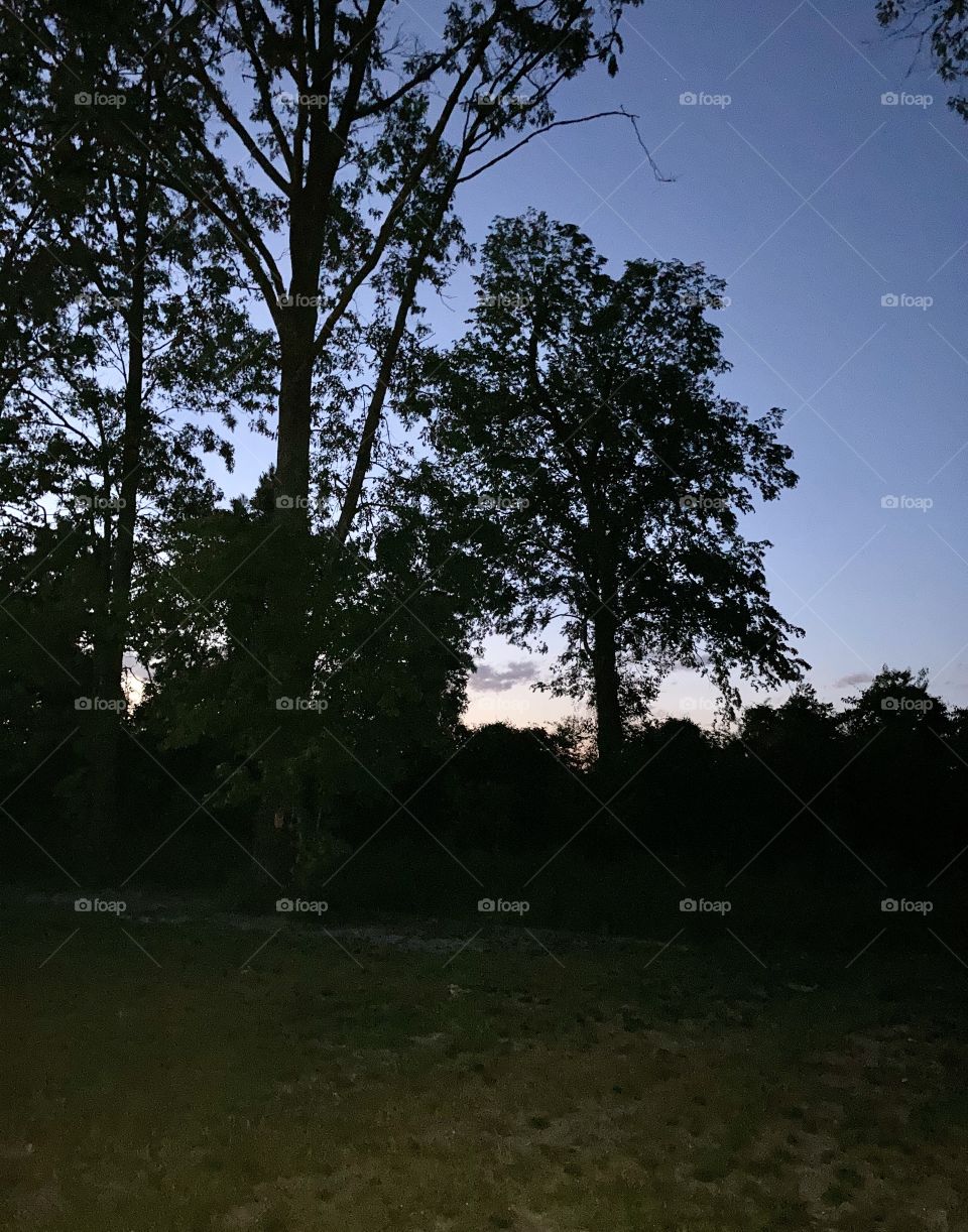 Trees against the dusk sky