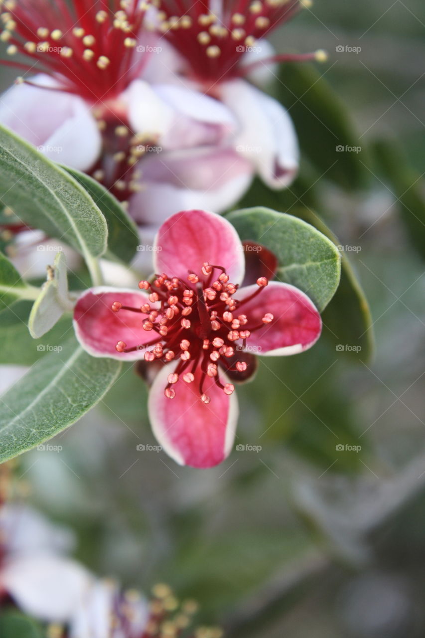 Closeup of Pineapple Guava Flower. The petals are white with red accents contrasting the green foliage. Large Red Stamens are visible in this photo.