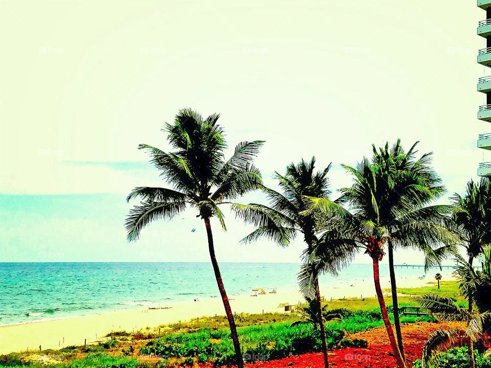 coconut trees