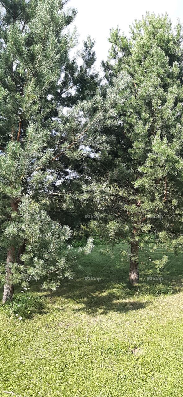 ёлки,  ёлки,  и   иголки