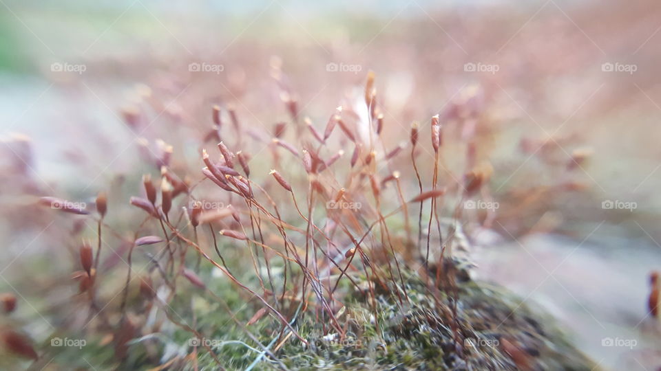 Close-up of plant