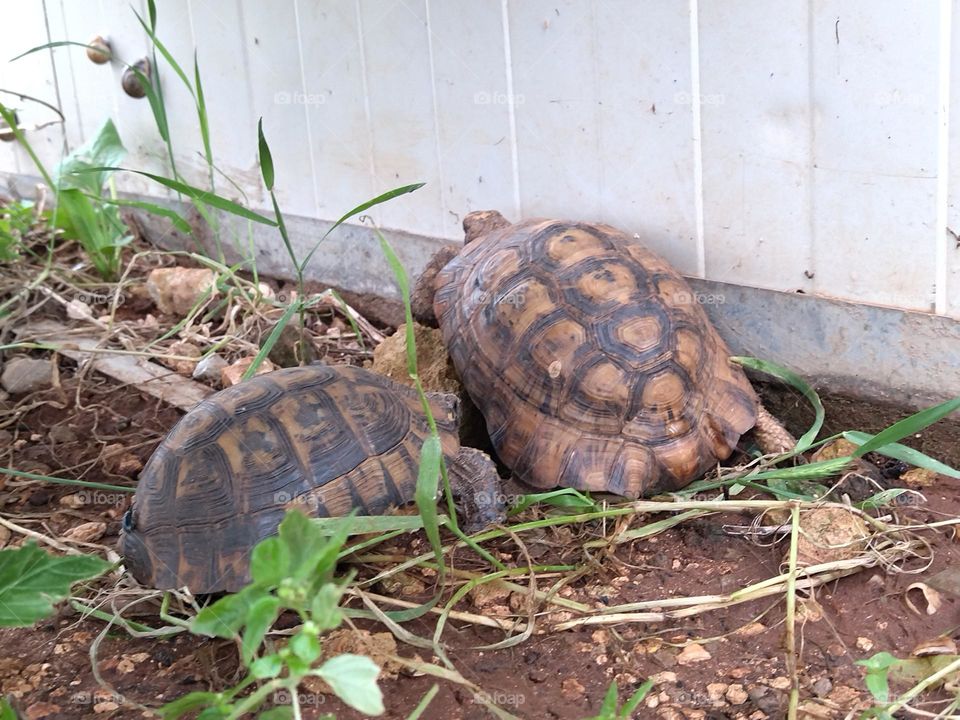 turtle pair