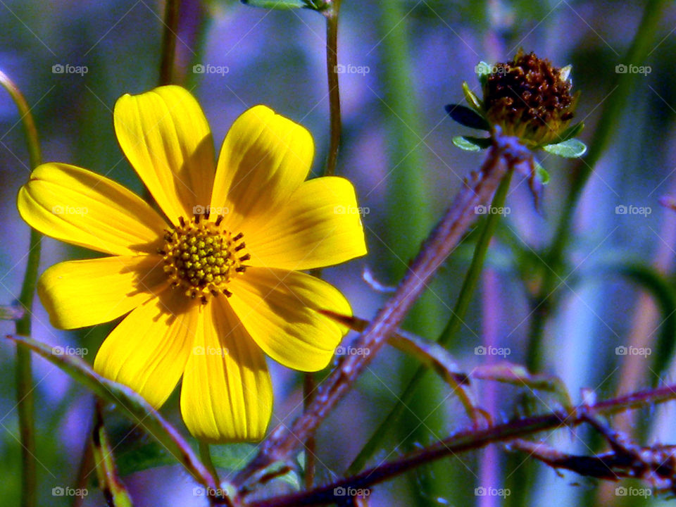 Close-up of yellow flower