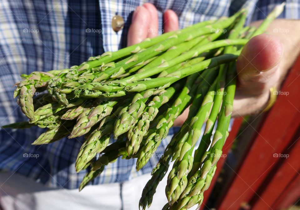closeup man holding asparagus