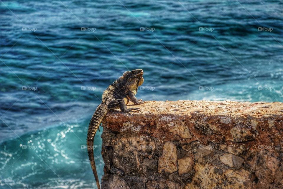 Lizard in beach  by  BT