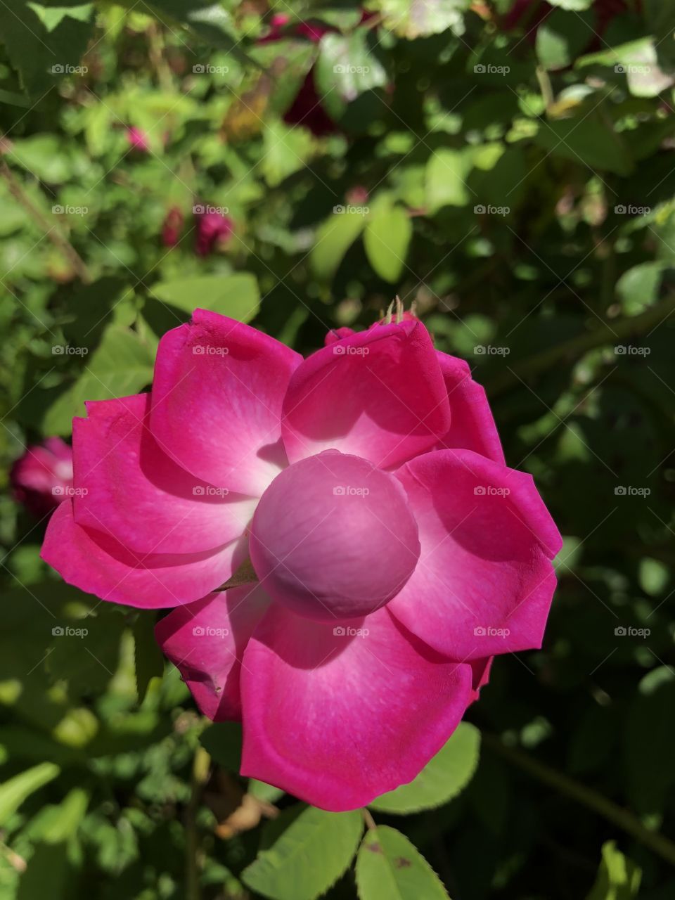 Dark pink rose with a ball growing in the middle of it.