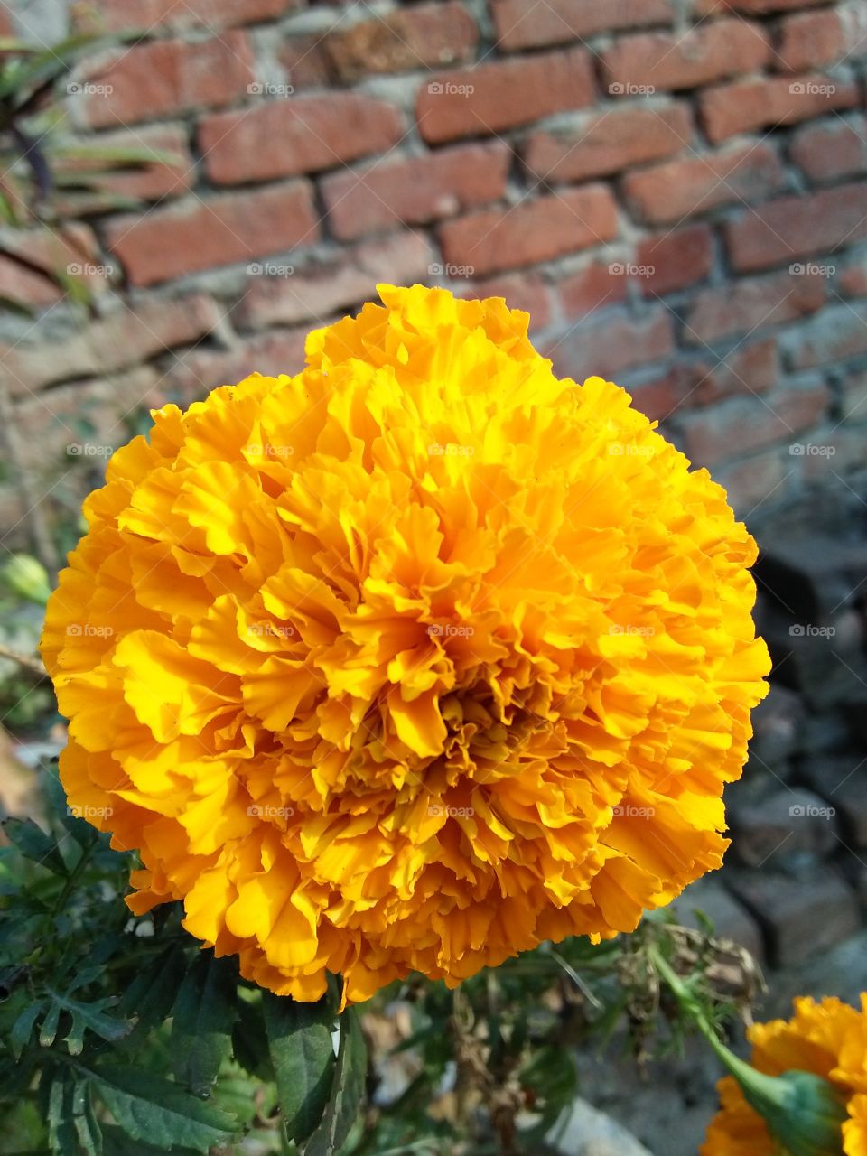 Marigold flower full grown beautifully captured from smartphone camera