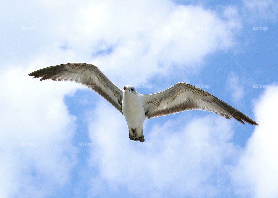 Seagull Wingspan