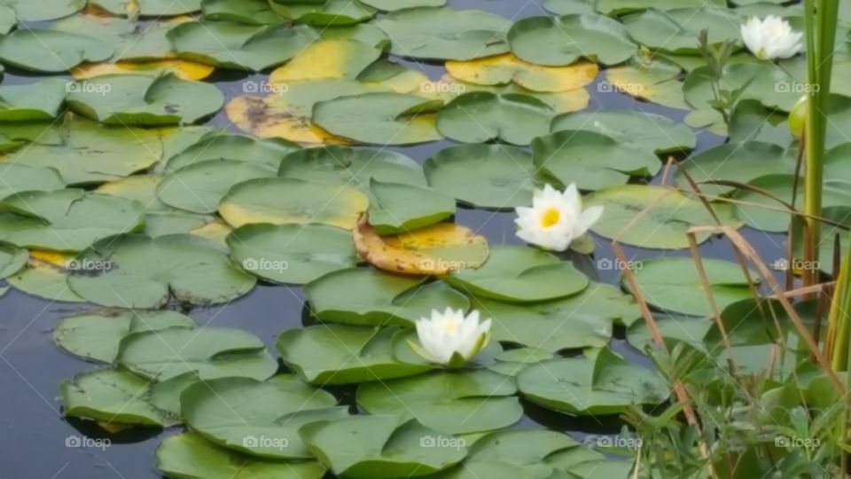 lily pads