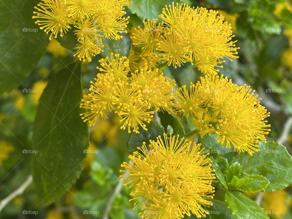A close up of a Flower 