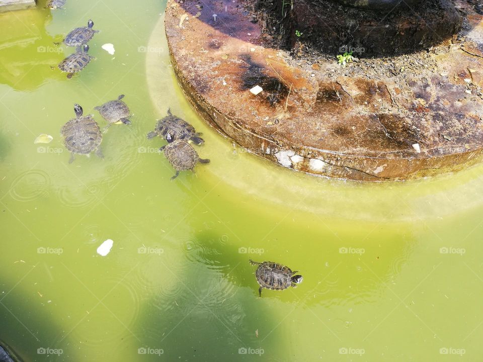 Small turtles in a fountain with green water