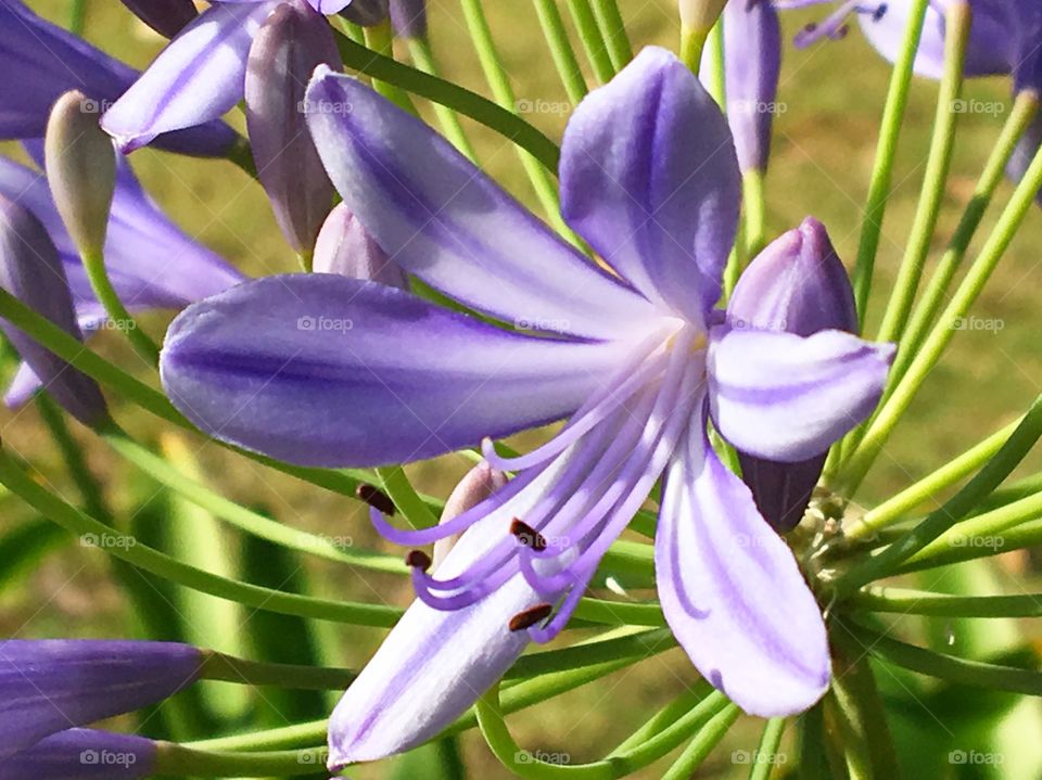Close-up of purple agapanthus