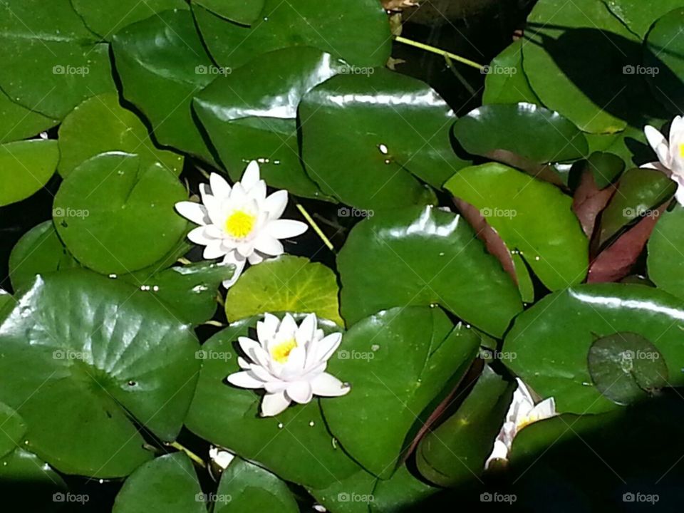 waterlillies, pond