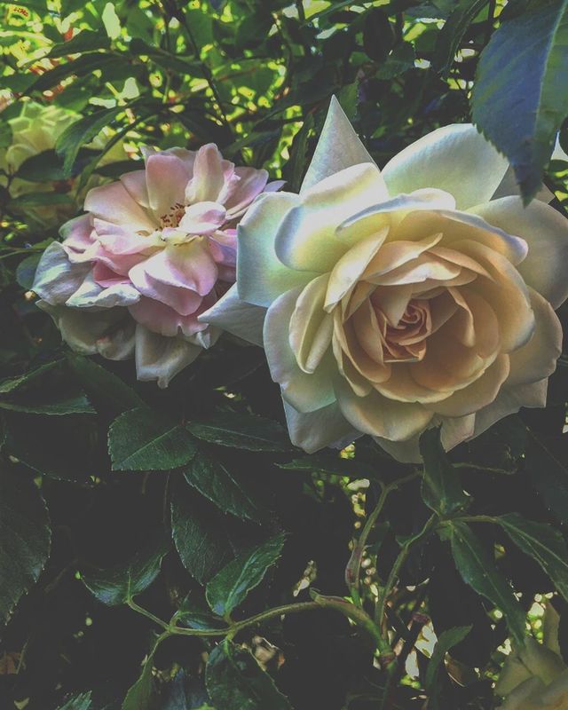 Roses 