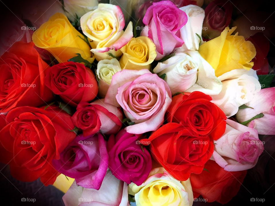 Multicolored roses. Multicolored roses
