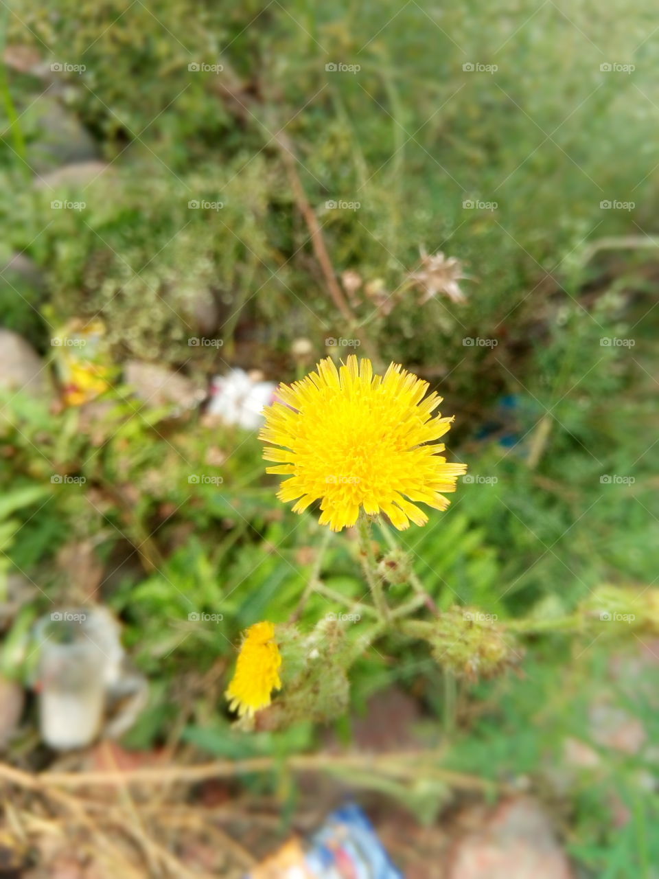 yellow flowers