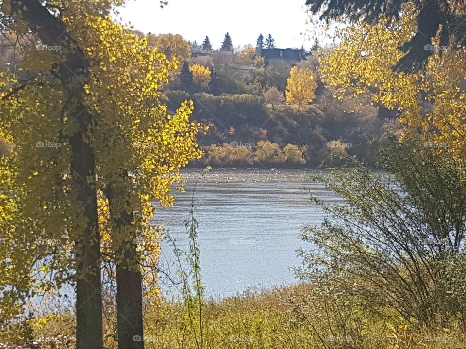 overlooking the South Saskatchewan River in the fall in Saskatoon
