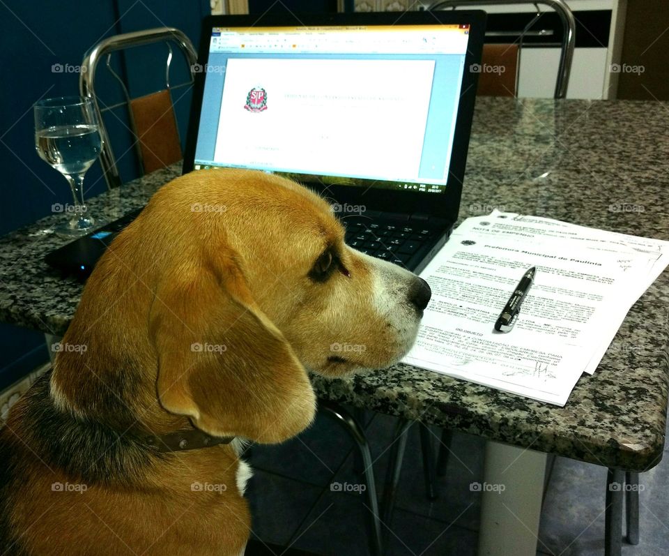 Beagle workaholic