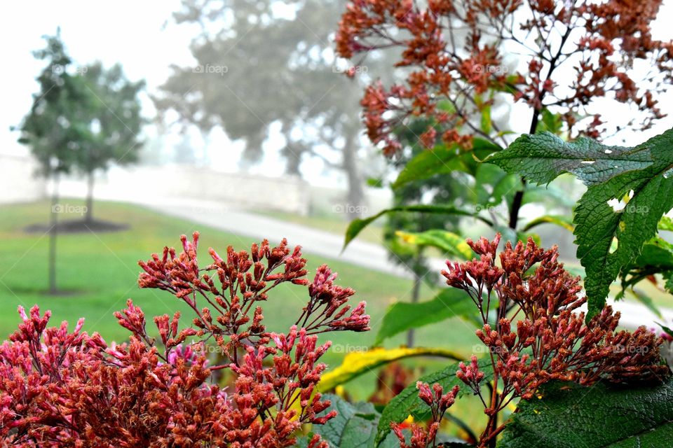 fog floral fun trees Park pathway wall Dublin Ohio