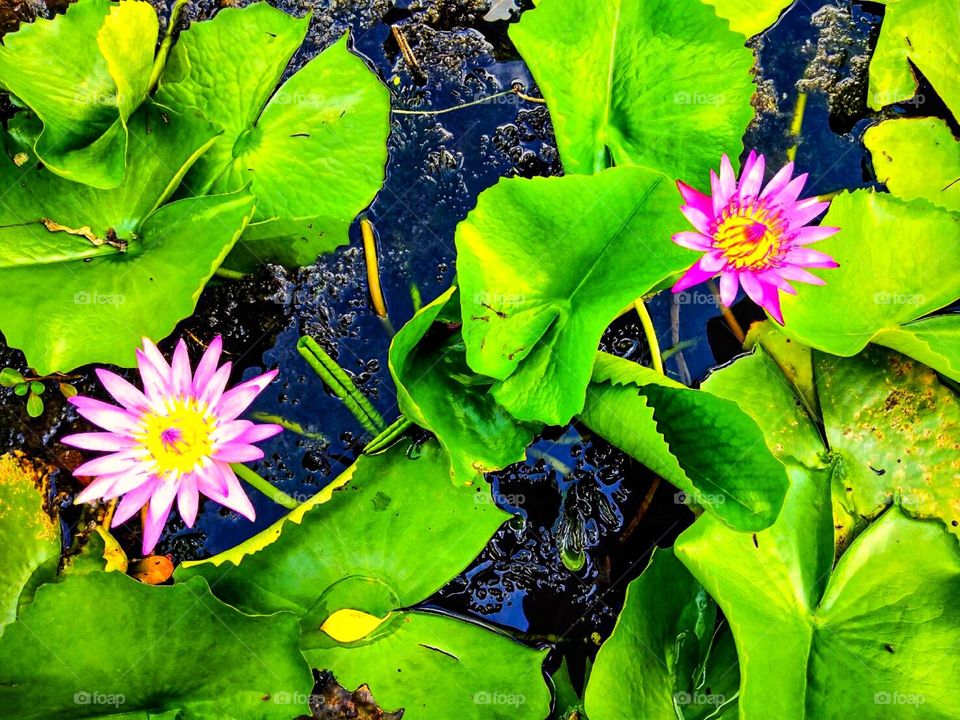 Lotus in the pond .