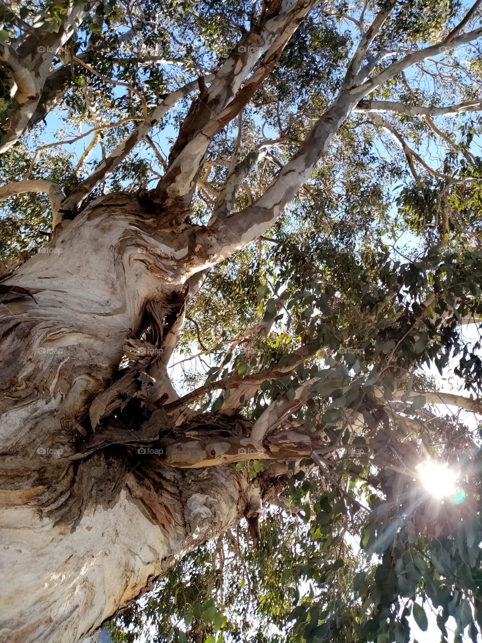 Tree, Nature, No Person, Bark, Eucalyptus