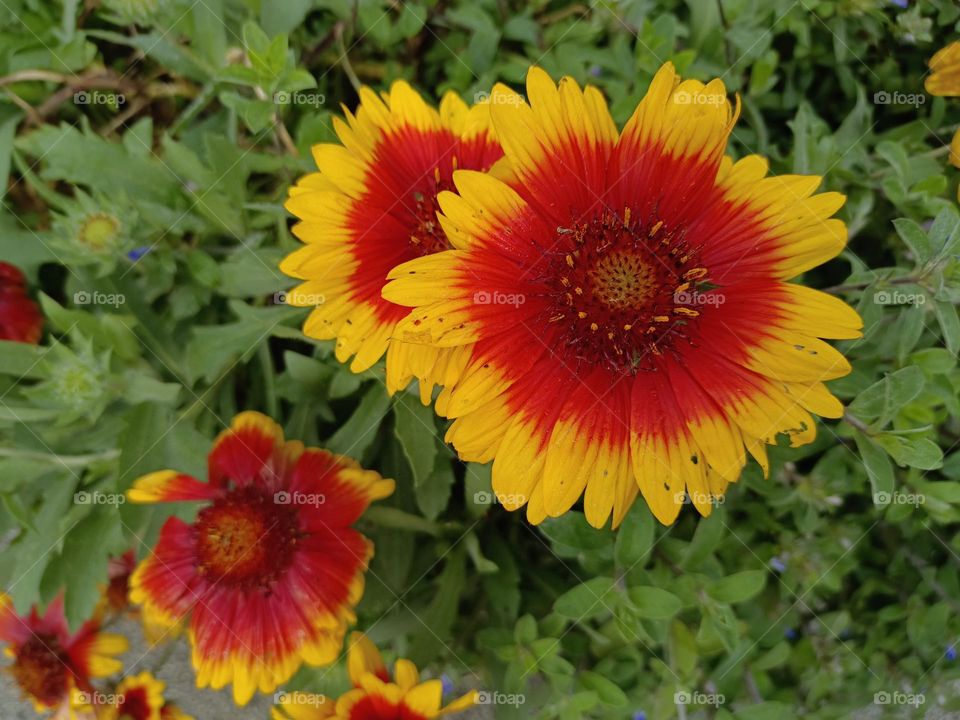 Gaillardia aristata