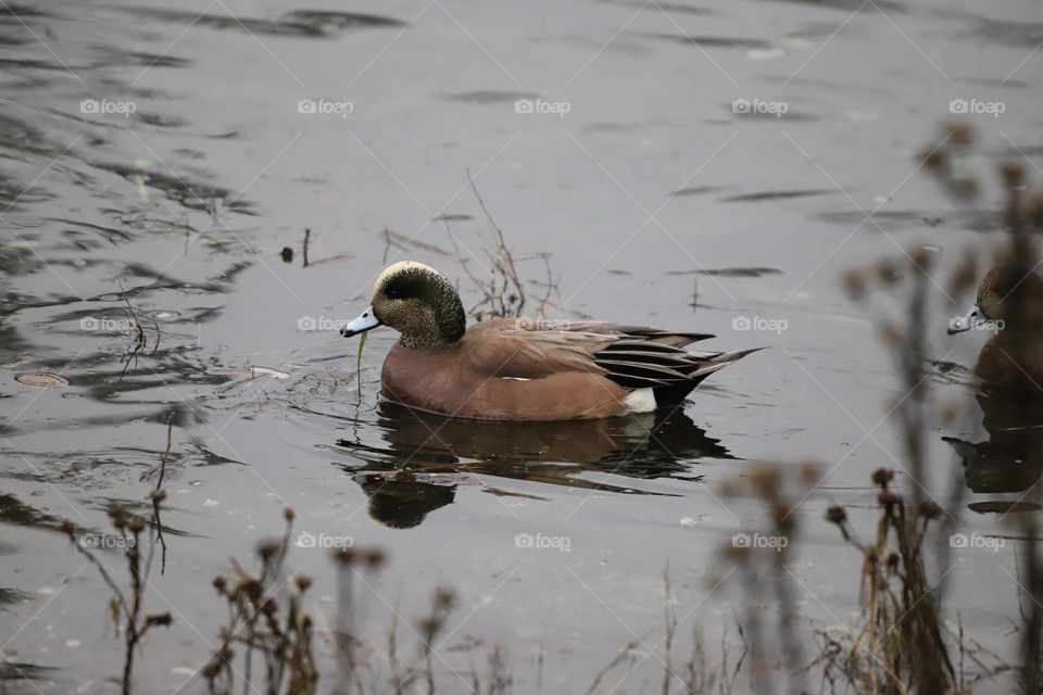 Duck swimming 