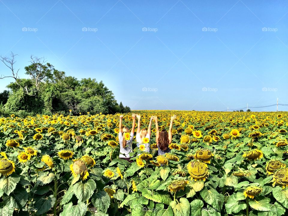 Sunflower Fields