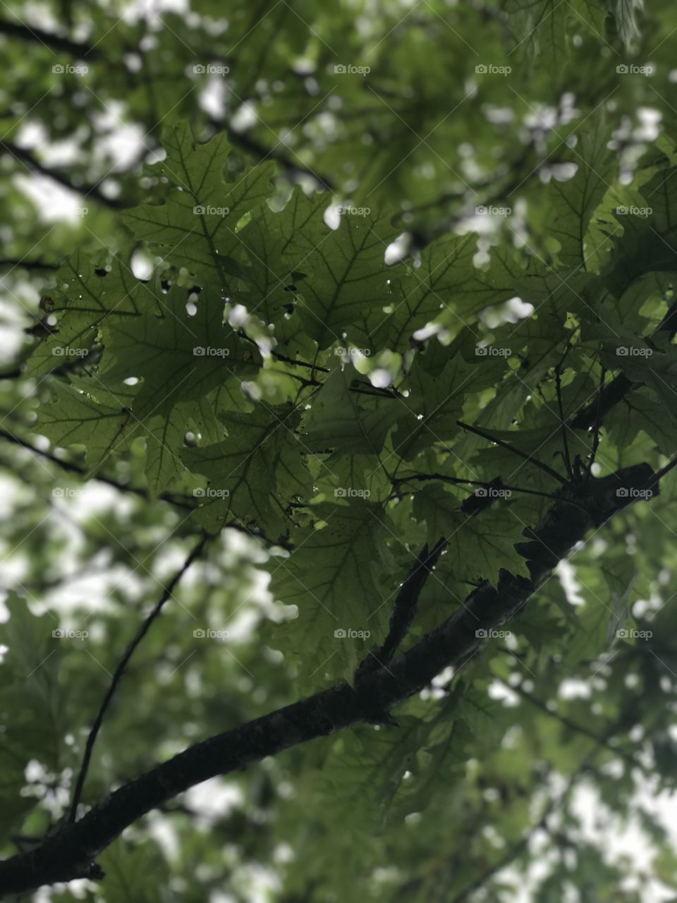 Leaves