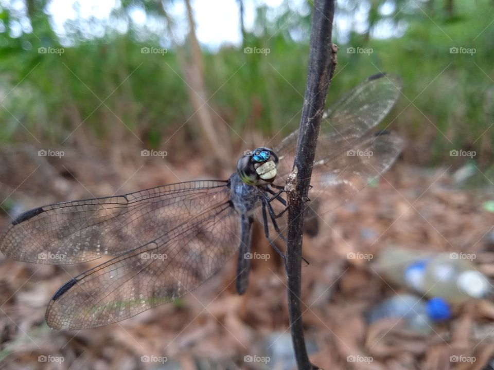 Funny dragonfly on the branch.