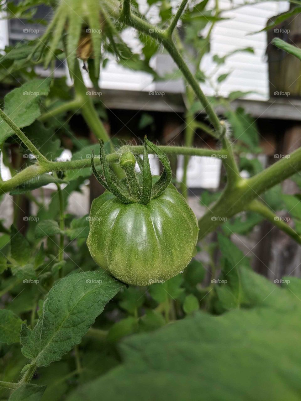 heirloom tomato