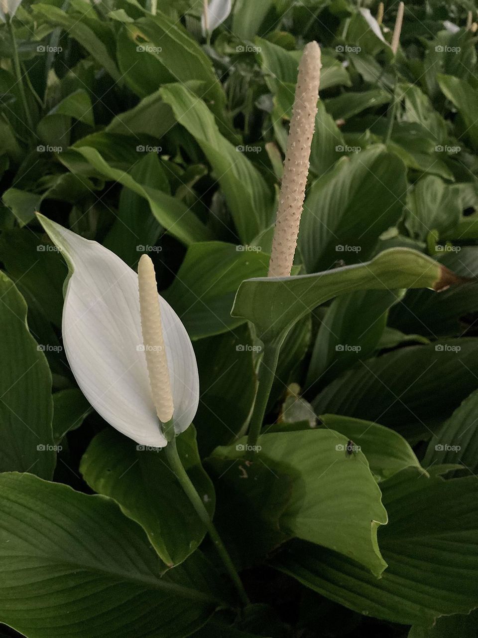 🌹 🇺🇸 Very beautiful flowers to brighten our day.  Live nature and its beauty. Did you like the delicate petals? / 🇧🇷 Flores muito bonitas para alegrar nosso dia. Viva a natureza e sua beleza. Gostaram das pétalas delicadas? 