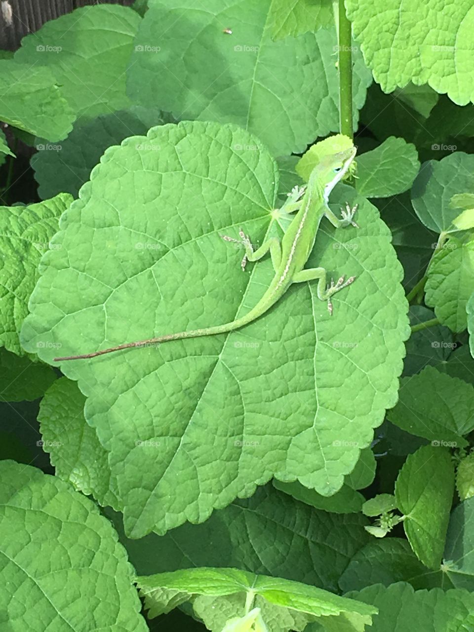 Green Anole