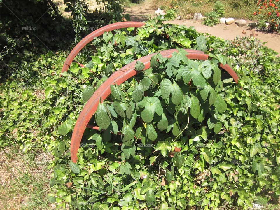 Old cart wagon wheels covered in green leaves and vines 