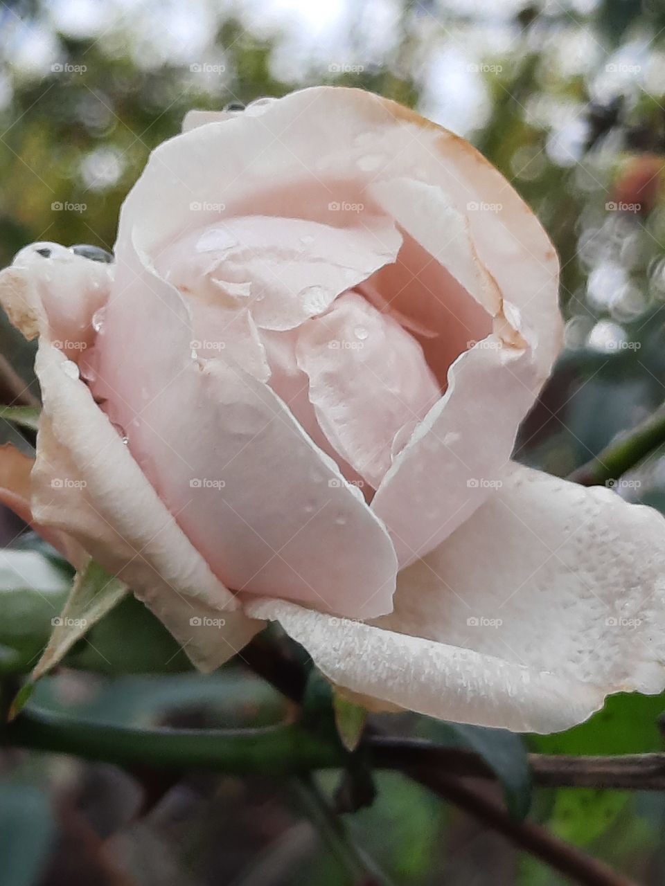 winter garden after frosty night - pale ivory rose