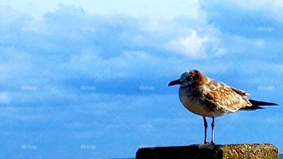 resting seagull