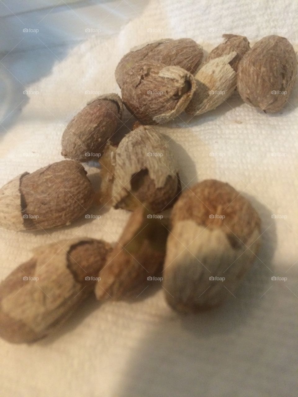 Lychee seeds