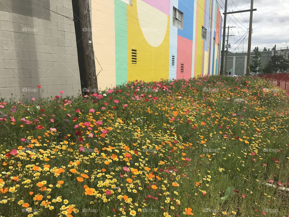 Urban wildflower plot