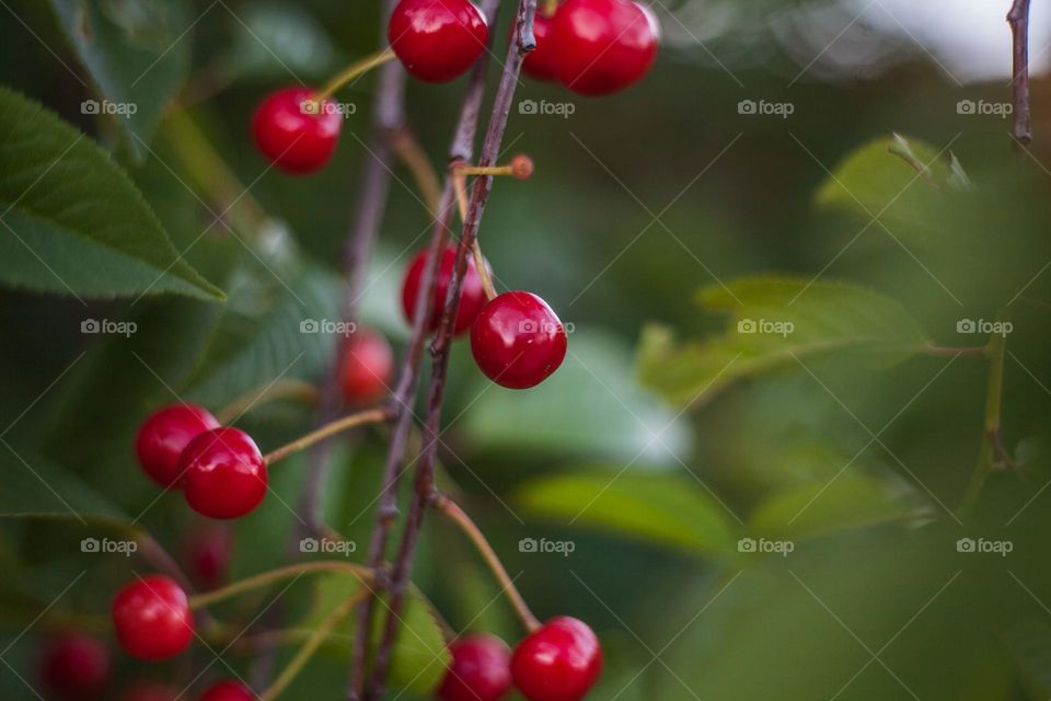 Sour cherry, a species of Prunus